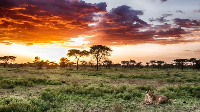 Menang besar di Serengeti dengan Wild Wonder